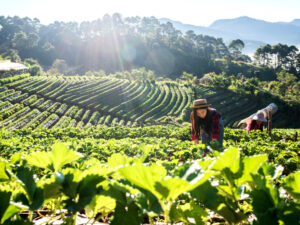 beautiful-farmer-woman-checking-strawberry-farm