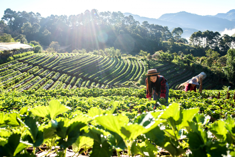 beautiful-farmer-woman-checking-strawberry-farm