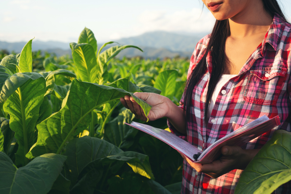 farmers-hold-notebook-check-modern-tobacco-fields