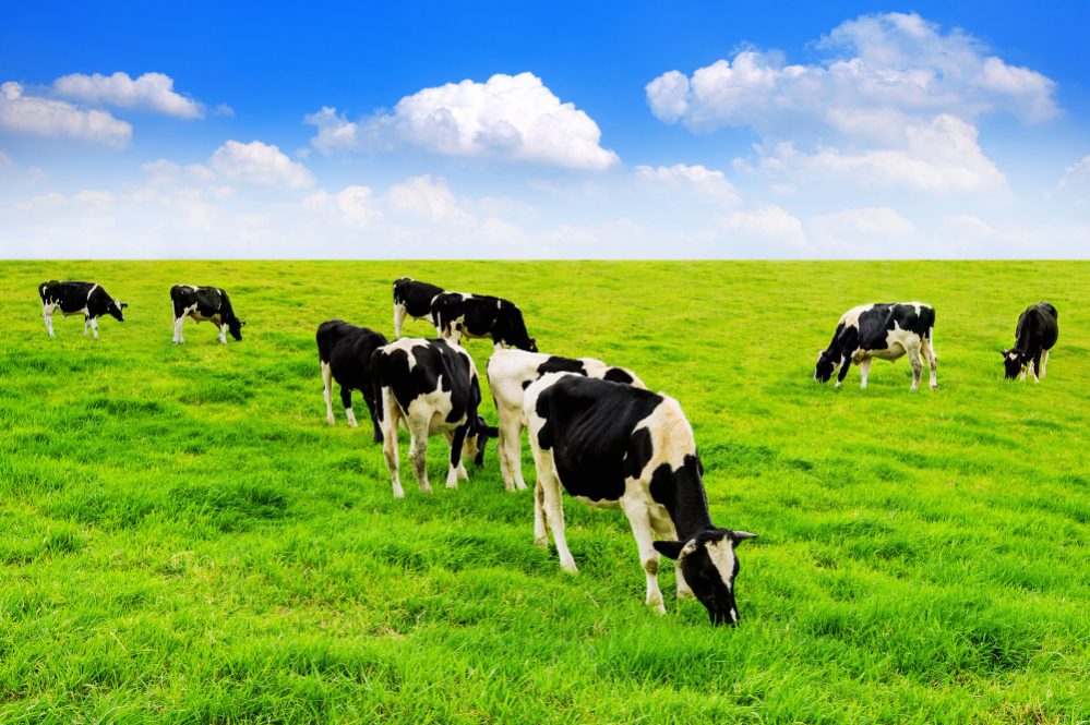 cows-on-green-field-and-blue-sky