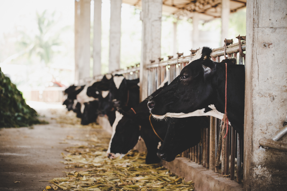 heads-of-black-and-white-holstein-cows-feeding-on-grass-in-stable-in-holland