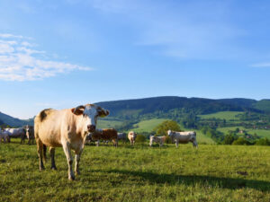 cattle-grazing-in-the-meadow