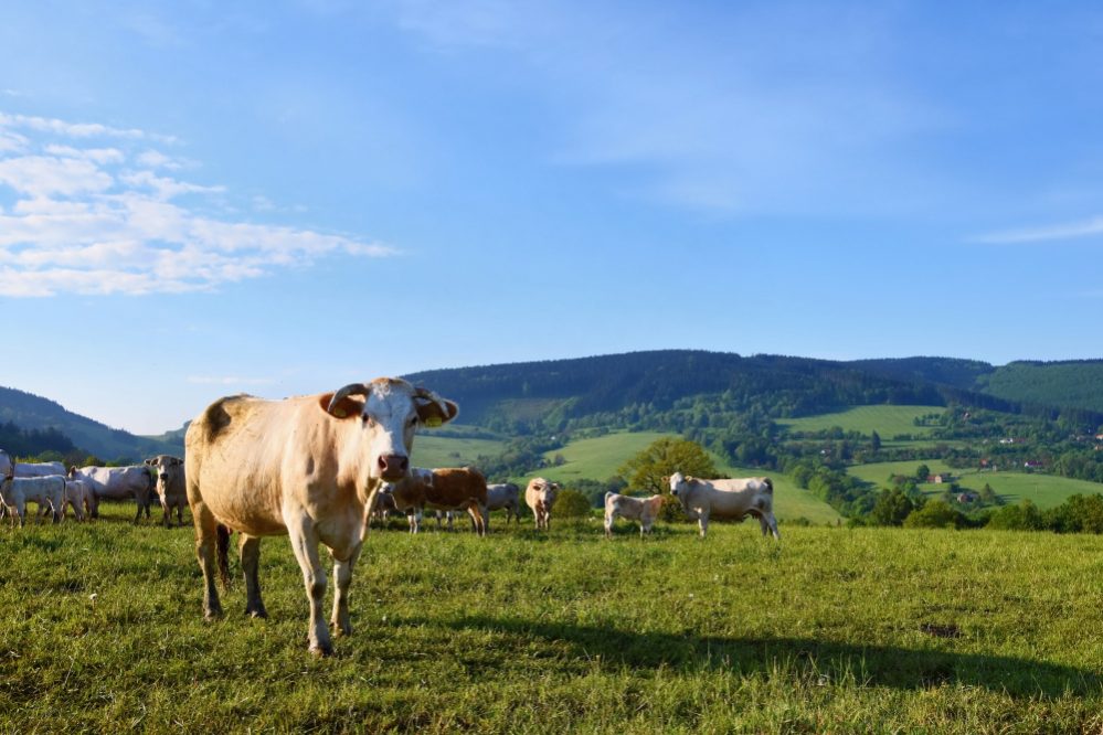 cattle-grazing-in-the-meadow
