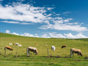 close-shot-cows-grassy-field-blue-cloudy-sky-daytime-france