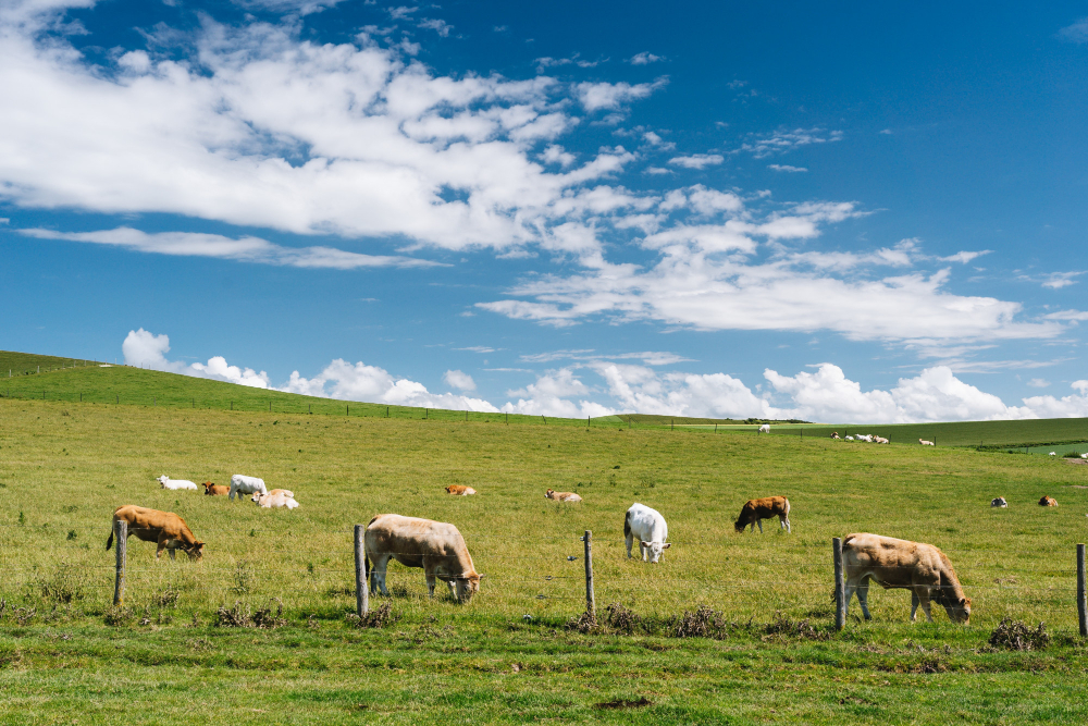 close-shot-cows-grassy-field-blue-cloudy-sky-daytime-france