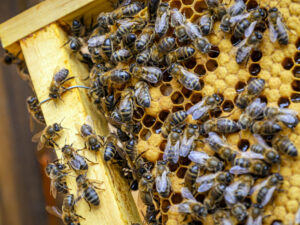 closeup-shot-of-many-bees-on-honeycomb-frame-making-honey