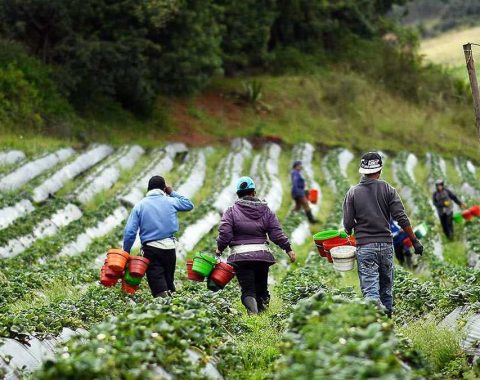 Agricultura